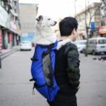 Pet Dog Carrier Bag Carrier For Dogs Backpack Out Double Shoulder Portable Travel Backpack Outdoor Dog Carrier Bag Travel - Image 7